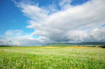 Meadow of coriander