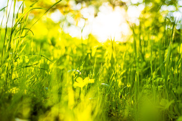 The sun's rays make their way through the grass. View from ground