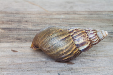Land snails while hiding in shell
