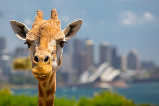 Taronga Zoo Giraffes