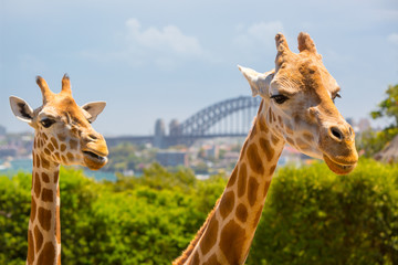 Naklejka premium Taronga Zoo Giraffes