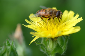 impollinazione ape