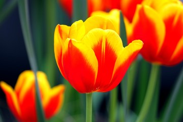 Tulpen in rot-gelb!