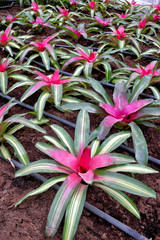 Piante e fiori