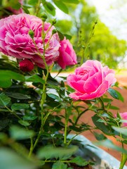 Pink roses covered with dew in the park