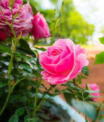 Pink roses covered with dew in the park. Close up view
