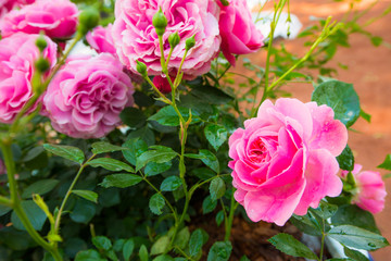 Pink roses covered with dew in the park