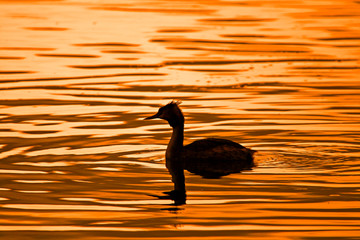 Great Crested Grebe at sunset.
Great Crested Grebe in water at sunset.