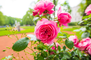 Pink roses covered with dew in the park. Close up view