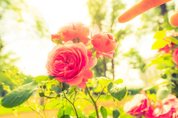 Touch the beautiful, pink roses illuminated by the sun and cover