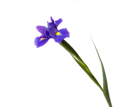 Iris photo on white background (isolated)