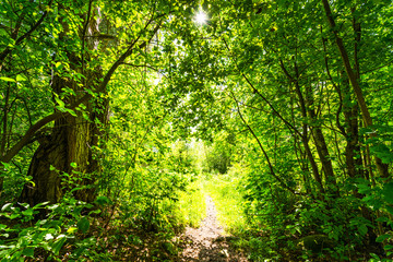 Fototapeta na wymiar Forest path illuminated by the sun