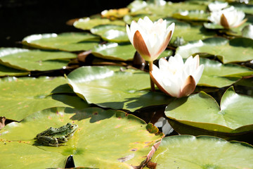 Little frog and white waterlilies 9