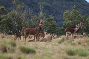 Fototapeta premium Cerfs - Biches - Faon