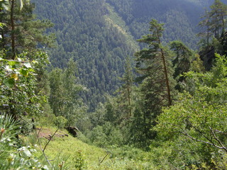 сосны на склоне © busary