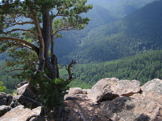 сосны на скалах © busary