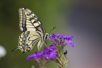 Schmetterling auf einer Blume