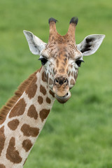 Young Giraffe headshot, portrait with green grass background.