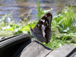 бабочка на рюкзаке