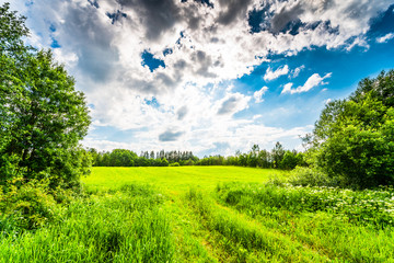 Sunlight breaking through the clouds over the field in the forest