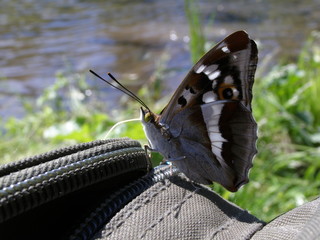 бабочка на рюкзаке