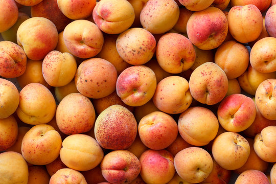 Whole orange apricots with red blush as a background from above.