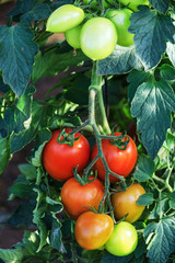 Reifende Strauch-Tomaten in einem Gewächshaus