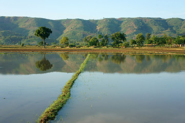 Agriculture field, tree, mountain, reflect