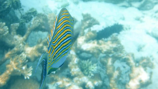 Poissons tropicaux et coraux 
