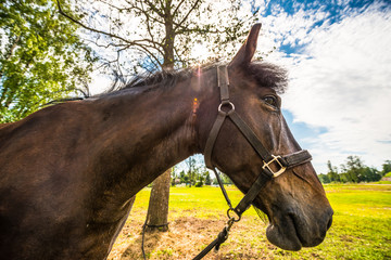 Obraz premium Thoroughbred horse close up in the sunlight