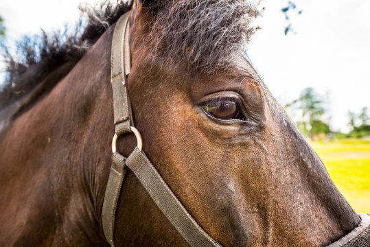 Thoroughbred horse close up in the field