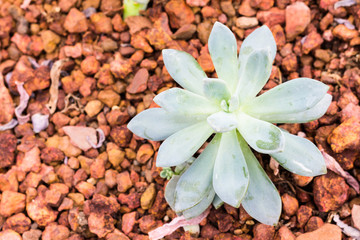 Cactus on rock background