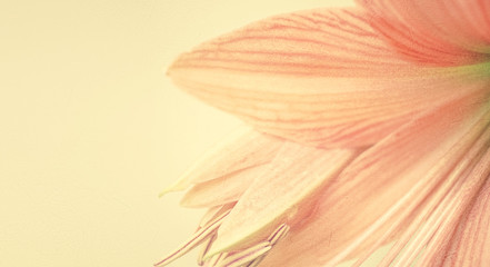 Fototapeta na wymiar sweet color petal lily in soft color and blur style on mulberry paper texture for background 