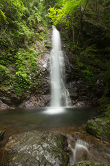 Fototapeta premium 滝と新緑（東京檜原村払沢の滝）