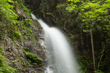 滝と新緑（東京檜原村払沢の滝）