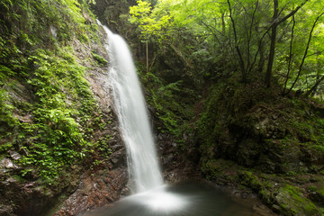 Fototapeta na wymiar 滝と新緑（東京檜原村払沢の滝）