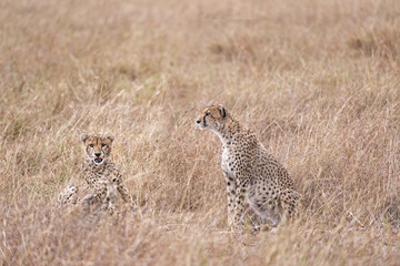 cheetahs resting in tall grass