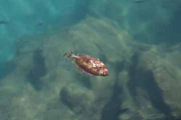мертвая рыба на поверхности воды