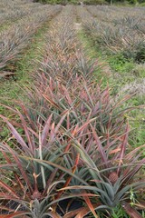 Obraz premium Champs ananas vicotria