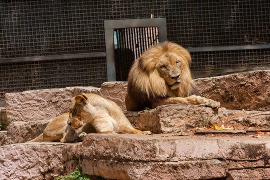 Pareja leones