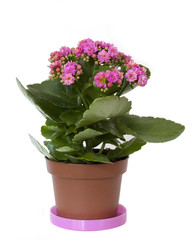 A pink flower in a pot on white background