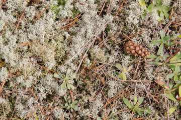 Nature forest background with green moss and cones