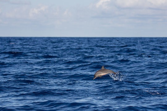 Bébé dauphin sautant