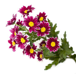 A bouquet of bright crysanthemums on white background