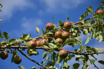 Наш сад летом