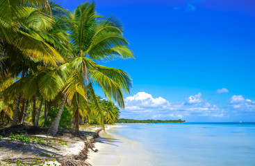 Beach on the tropical island