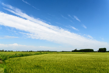 paesaggio nella campagna di mortara(pavia)