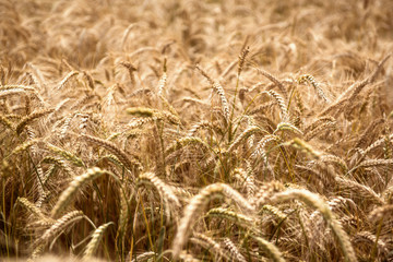 Wheat field in a sunny day