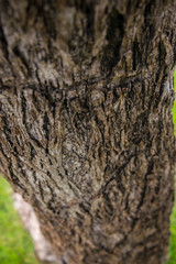 The texture of tree bark close-up.