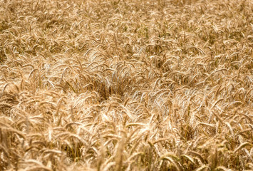Wheat field in a sunny day